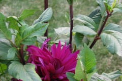 Dahlias-8-08-17