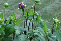 Dahlias-8-08-19