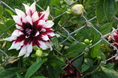 Dahlias-8-08-20