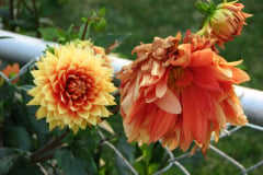 Dahlias-8-08-21