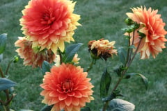 Dahlias-8-08-23