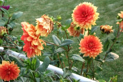 Dahlias-8-08-24