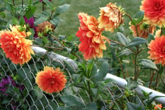 Dahlias-8-08-25