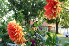 Dahlias-8-08-26