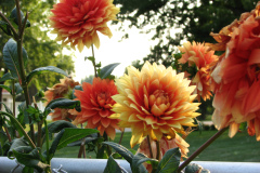 Dahlias-8-08-27
