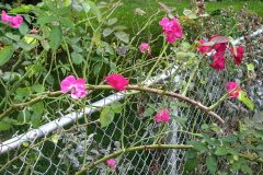 Dahlias-8-08-28