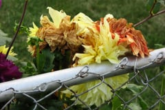 Dahlias-8-08-3