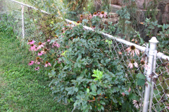 Dahlias-8-08-31