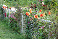 Dahlias-8-08-32