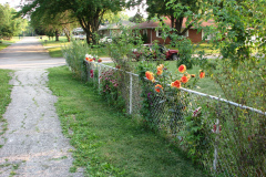 Dahlias-8-08-33