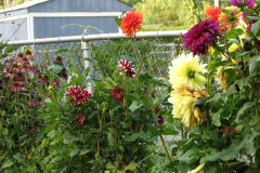 Dahlias-8-08-35