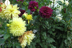 Dahlias-8-08-37