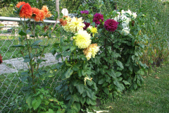 Dahlias-8-08-39