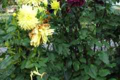 Dahlias-8-08-43