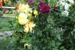 Dahlias-8-08-44