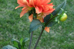 Dahlias-8-08-5