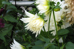Dahlias-8-08-69