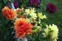 Dahlias-8-08-7