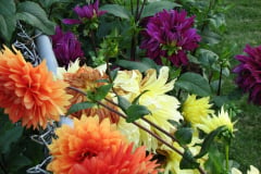 Dahlias-8-08-8