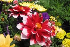 Dahlias-and-marigolds
