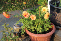 Dahlias-in-Planter-Studio-2020-1