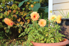 Dahlias-in-Planter-Studio-2020-2