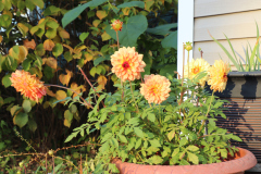 Dahlias-in-Planter-Studio-2020-3