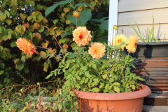Dahlias-in-Planter-Studio-2020-4