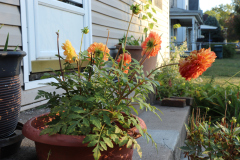 Dahlias-in-Planter-Studio-2020-5
