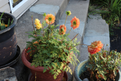 Dahlias-in-Planter-Studio-2020-6