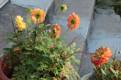 Dahlias-in-Planter-Studio-2020-7