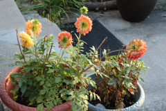 Dahlias-in-Planter-Studio-2020-8