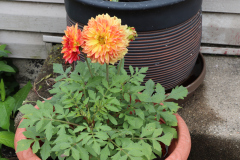 Dahlias-in-Pots-1