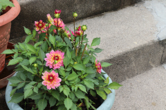 Dahlias-in-Pots-10