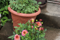 Dahlias-in-Pots-11