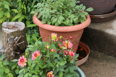 Dahlias-in-Pots-12