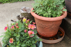 Dahlias-in-Pots-13