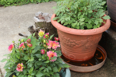 Dahlias-in-Pots-14