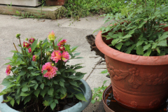 Dahlias-in-Pots-15