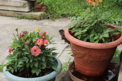 Dahlias-in-Pots-16