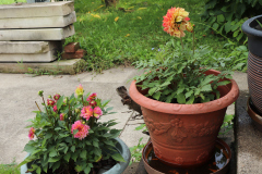 Dahlias-in-Pots-17