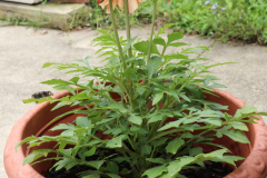 Dahlias-in-Pots-18
