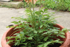 Dahlias-in-Pots-19