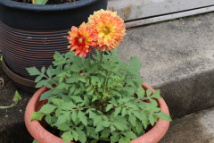 Dahlias-in-Pots-2