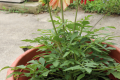 Dahlias-in-Pots-20