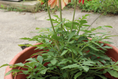 Dahlias-in-Pots-21