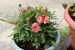 Dahlias-in-Pots-22