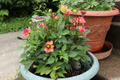 Dahlias-in-Pots-23