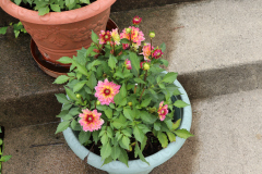 Dahlias-in-Pots-24