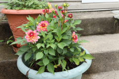 Dahlias-in-Pots-25